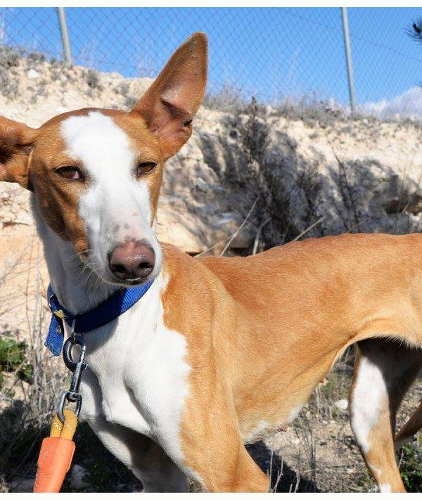 Spandy Perros en Adopcion Yecla Alexa 8 (3)