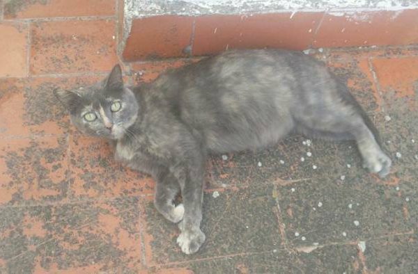 Spandy-Gatos-en-adopcion-Yecla-carmela-1