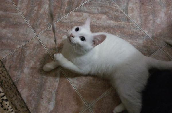 Spandy-Gatos-en-adopcion-Yecla-kato-3