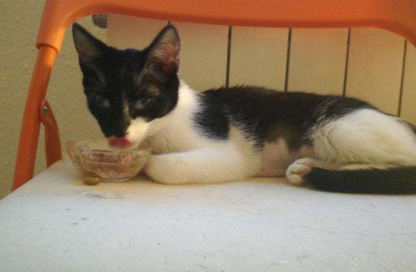 Spandy-Gatos-en-adopcion-Yecla-pim-2