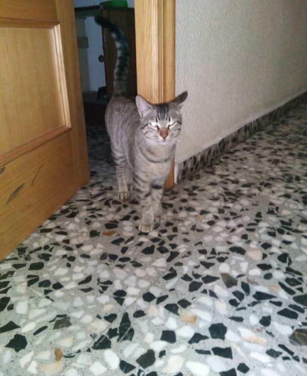 Spandy-Gatos-en-adopcion-Yecla-ska-4