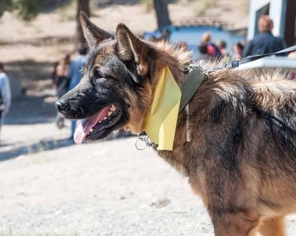 Spandy-Perros-en-adopcion-Yecla-Chester-5