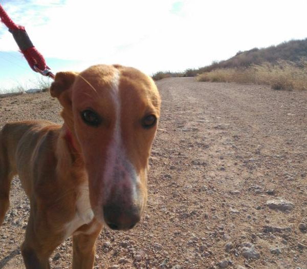 Spandy-Perros-en-adopcion-Yecla-Eder-7