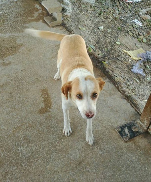 Spandy-Perros-en-adopcion-Yecla-Lina-10