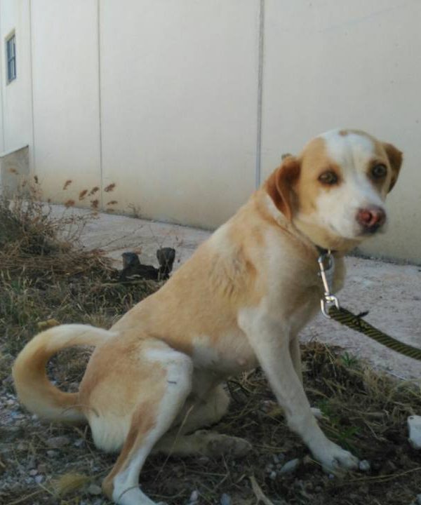 Spandy-Perros-en-adopcion-Yecla-Lina-12