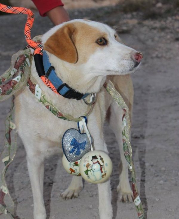 Spandy-Perros-en-adopcion-Yecla-Lina-4