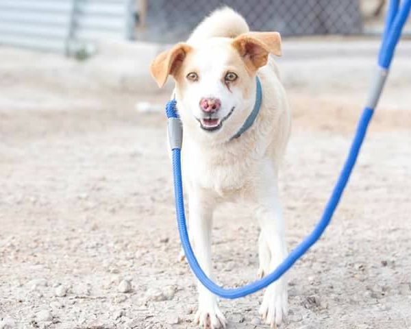 Spandy-Perros-en-adopcion-Yecla-Lina-7