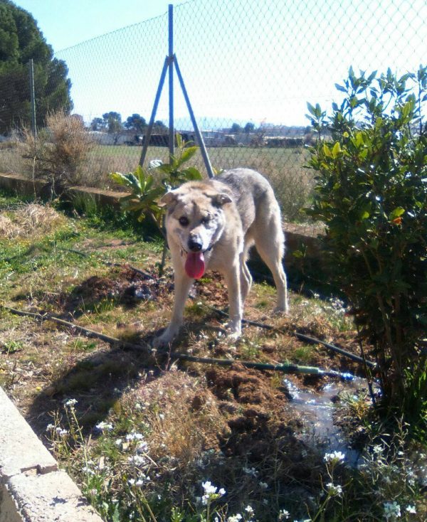 Spandy-Perros-en-adopcion-Yecla-Lucky-1