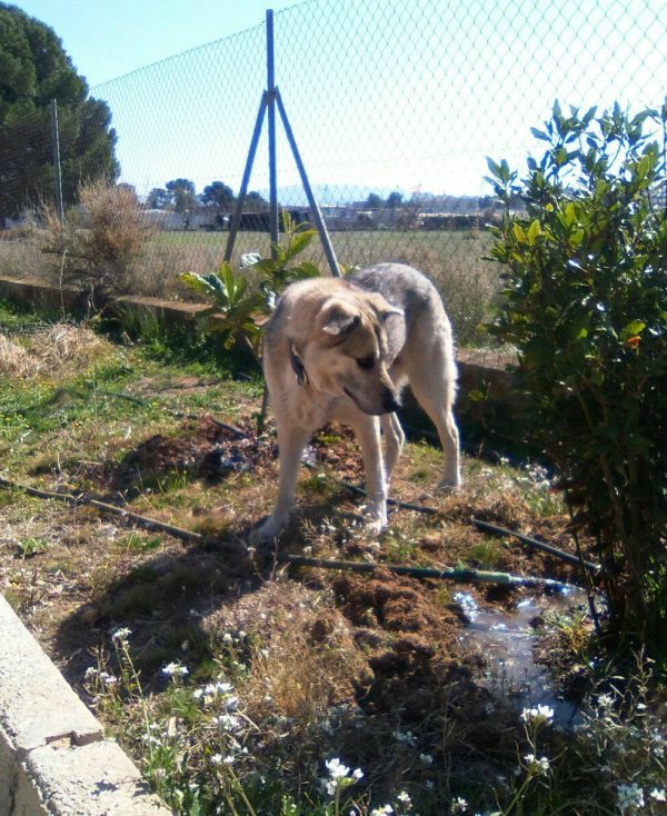 Spandy-Perros-en-adopcion-Yecla-Lucky-4