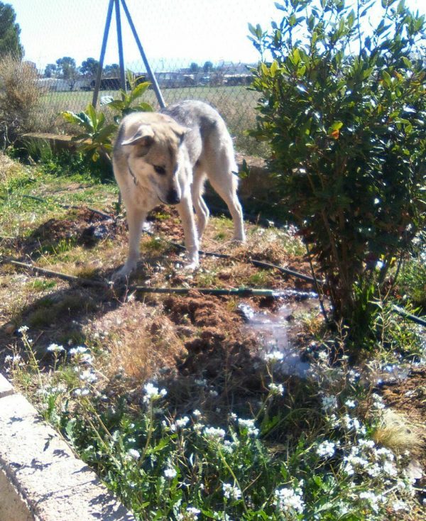 Spandy-Perros-en-adopcion-Yecla-Lucky-5