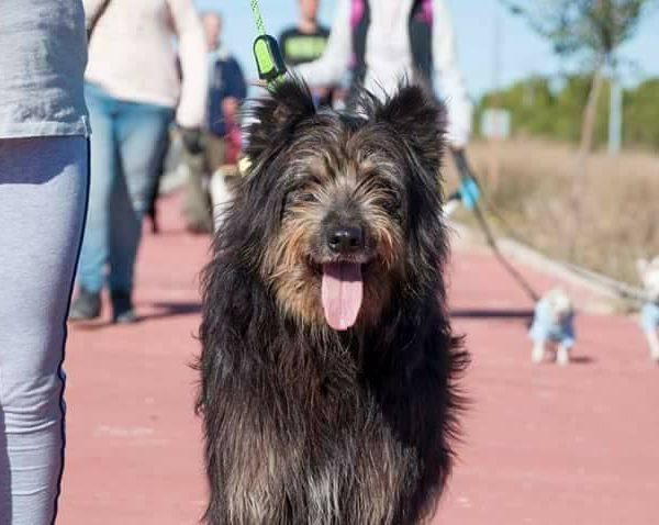 Spandy-Perros-en-adopcion-Yecla-Mapache-10