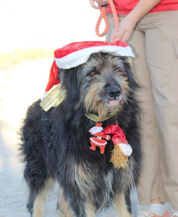 Spandy-Perros-en-adopcion-Yecla-Mapache-12