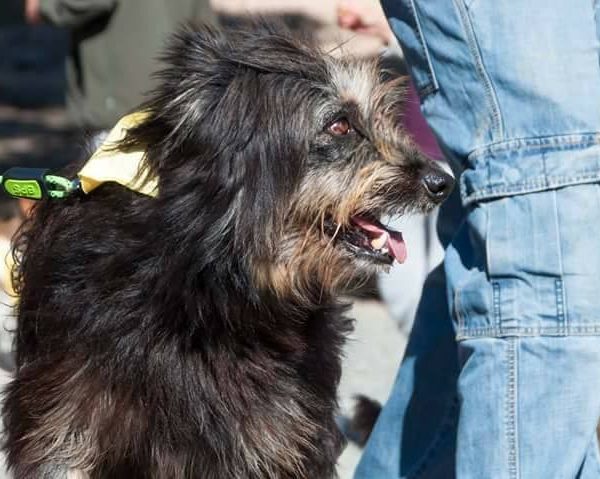 Spandy-Perros-en-adopcion-Yecla-Mapache-15