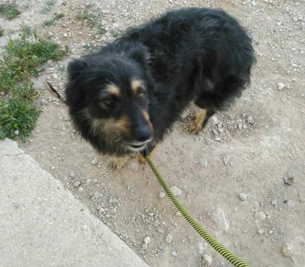 Spandy-Perros-en-adopcion-Yecla-Mapache-8