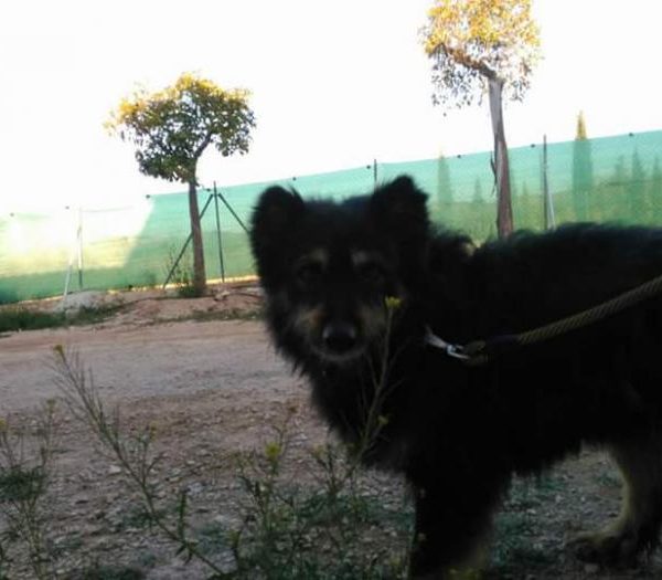 Spandy-Perros-en-adopcion-Yecla-Mapache-9