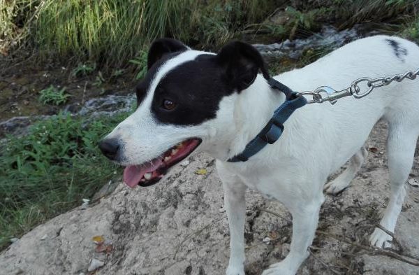 Spandy-Perros-en-adopcion-Yecla-Oreo-6