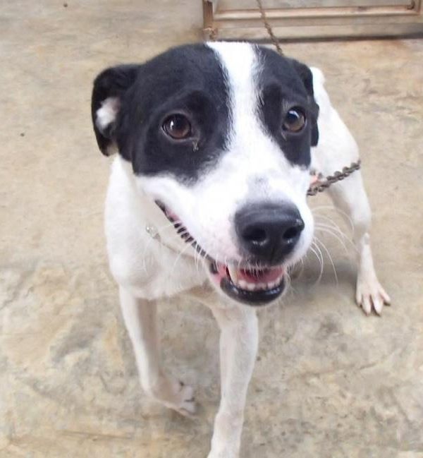 Spandy-Perros-en-adopcion-Yecla-Oreo-8