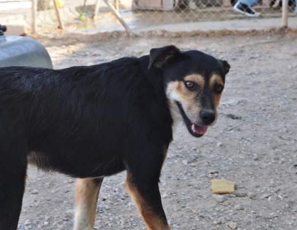 Spandy-Perros-en-adopcion-Yecla-Saia-5