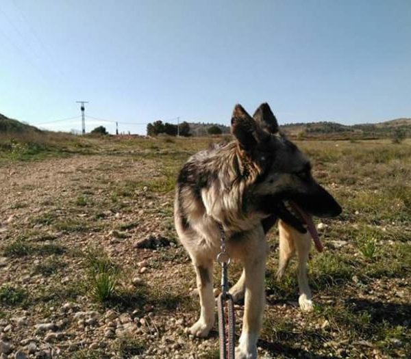 Spandy-Perros-en-adopcion-Yecla-Salma-5