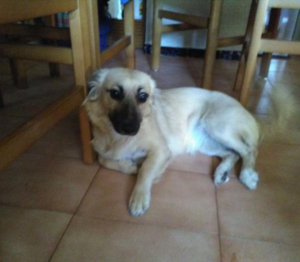 Spandy-Perros-en-adopcion-Yecla-Selva-1