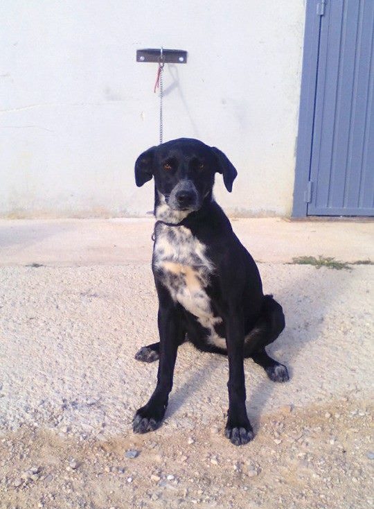 Spandy-Perros-en-adopcion-Yecla-Venus-4