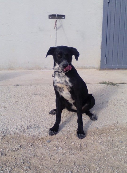 Spandy-Perros-en-adopcion-Yecla-Venus-5