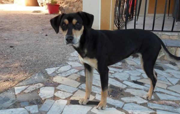 Spandy-Perros-en-adopcion-Yecla-Viernes-1