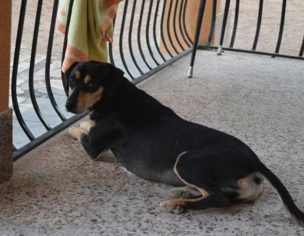 Spandy-Perros-en-adopcion-Yecla-Viernes-6