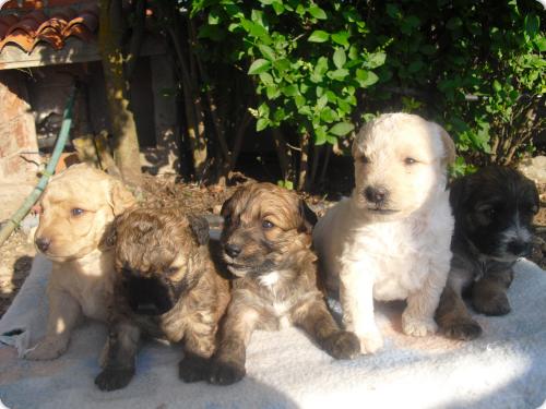 Cachorros raza pequeña - Spandy - Sociedad Protectora de de Yecla Murcia
