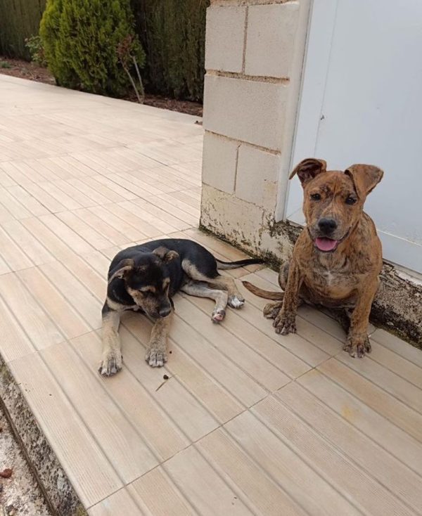 coco nala 1