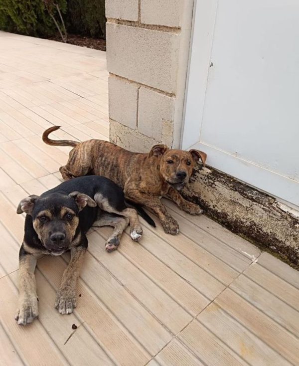 coco y nala 2