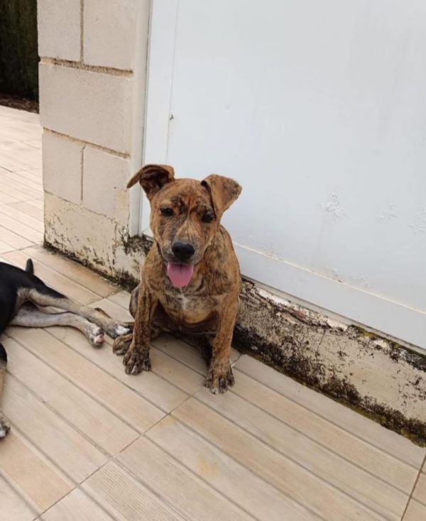 nala 3