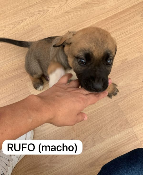 rufo