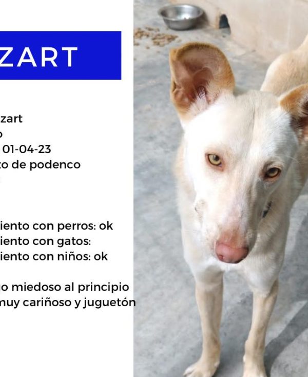 mozart